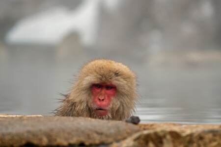 Vallée des singes